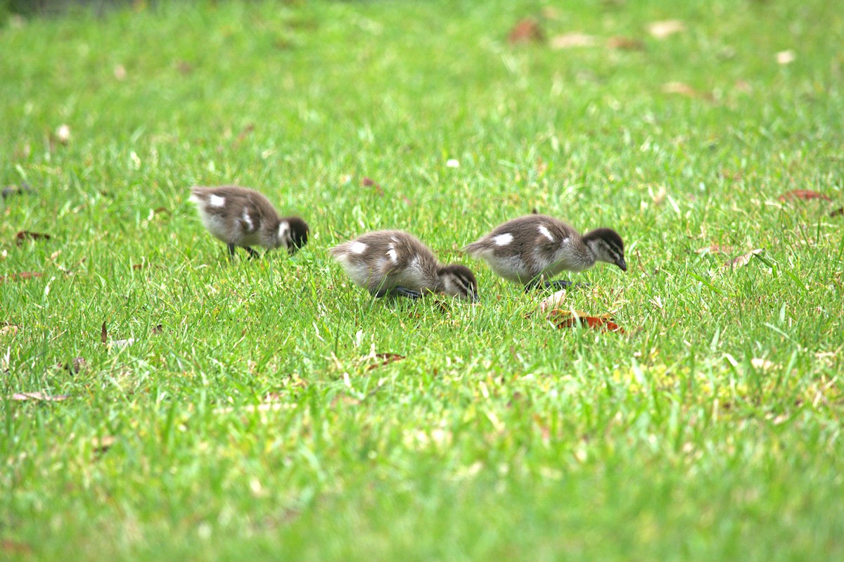 Maned Duck - ML644020764