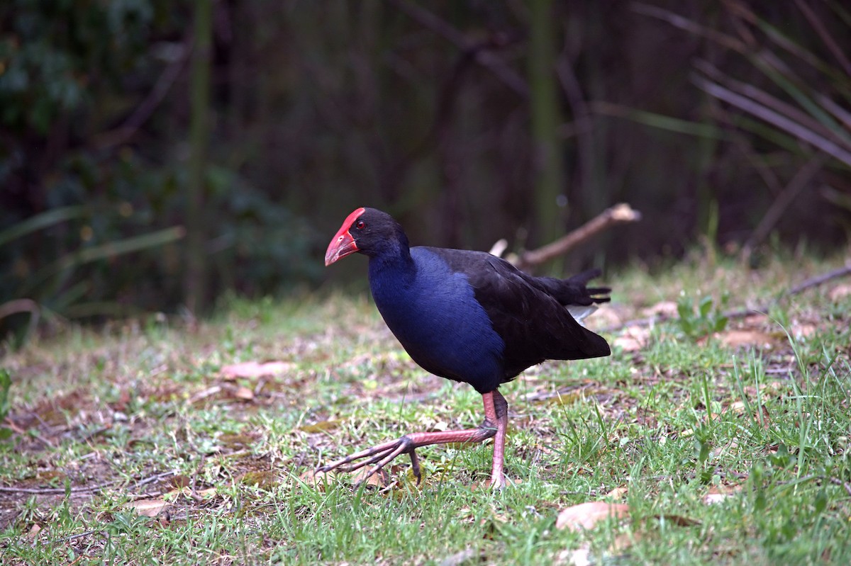 Australasian Swamphen - ML644020766