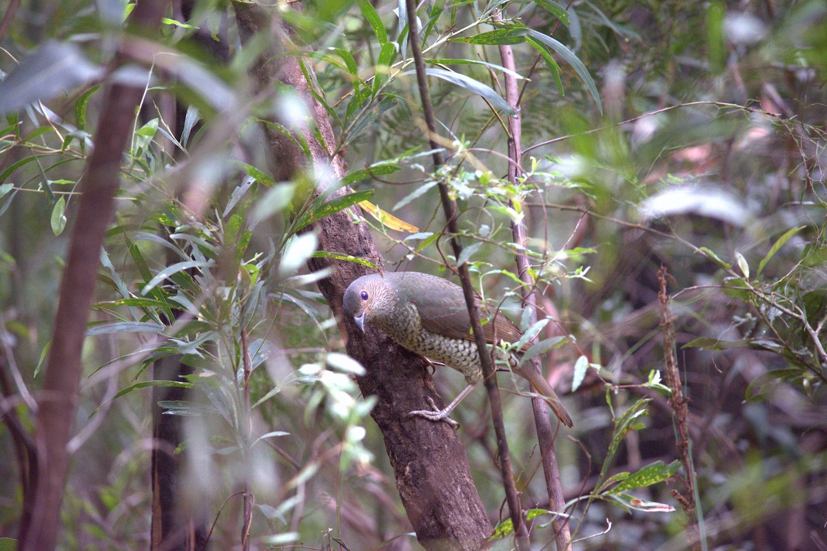 Satin Bowerbird - ML644020770
