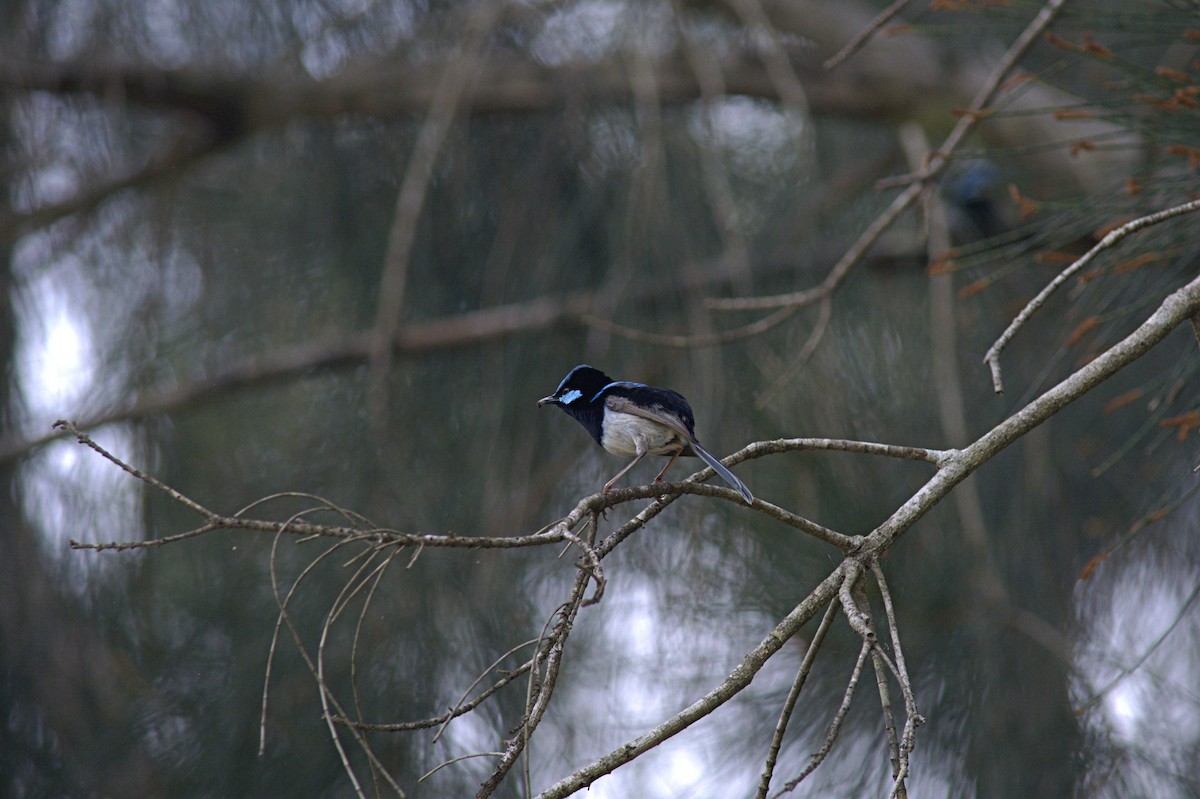 Superb Fairywren - ML644020772