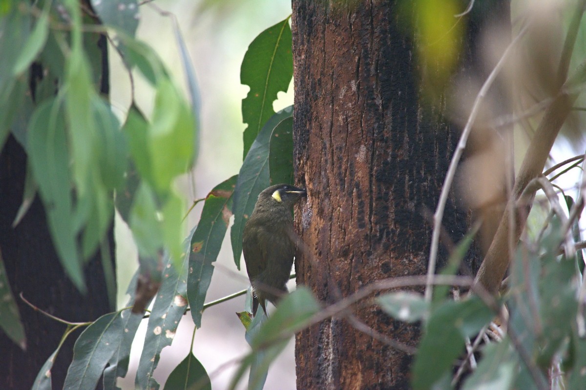 Lewin's Honeyeater - ML644020778