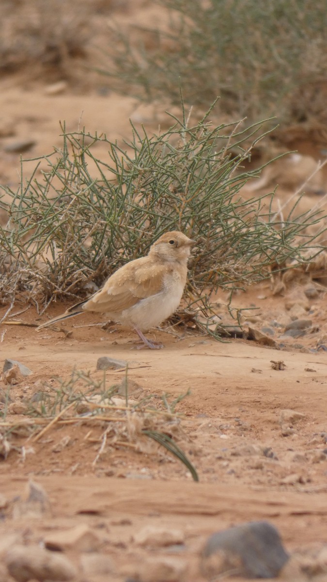 Bar-tailed Lark - ML644020780