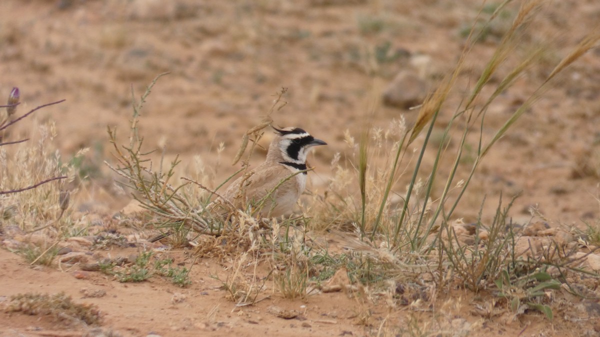 Temminck's Lark - ML644020781