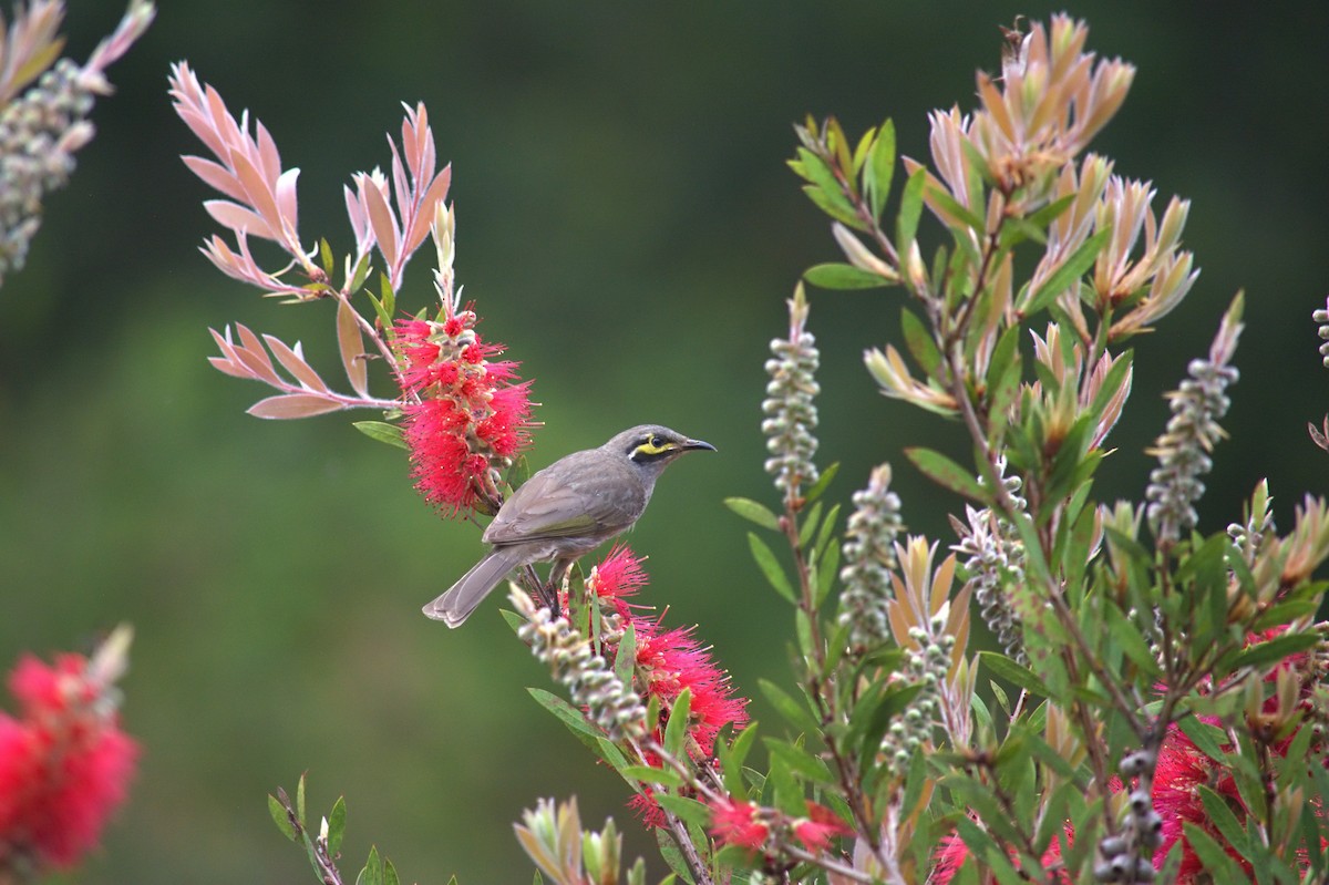 Yellow-faced Honeyeater - ML644020782