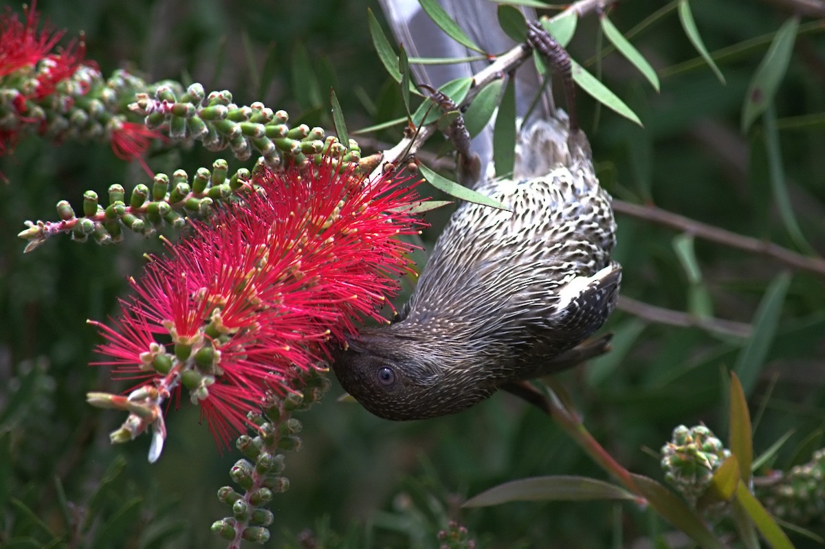 Little Wattlebird - ML644020787