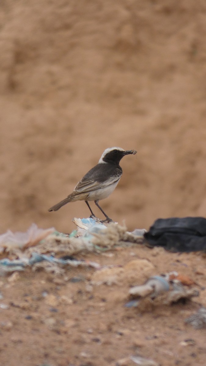 Red-rumped Wheatear - ML644020788