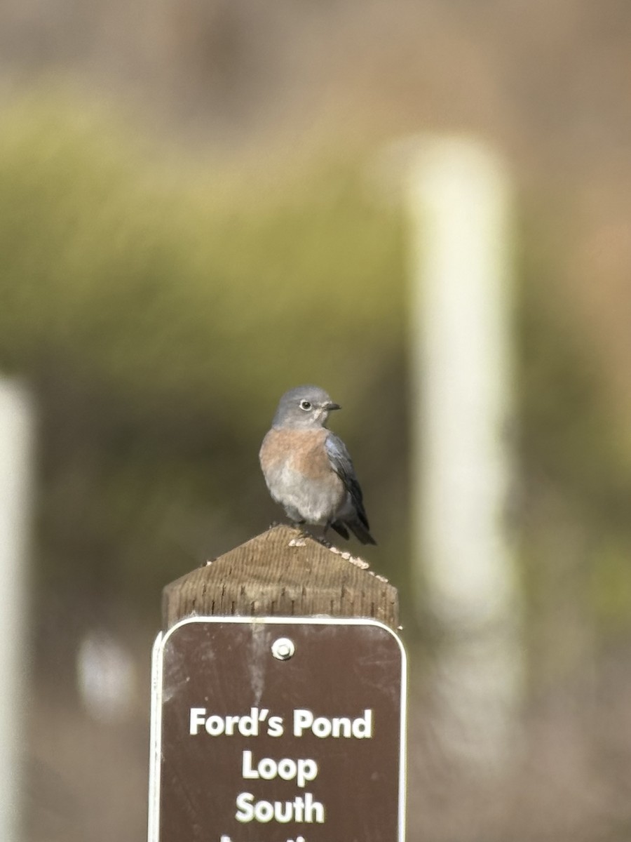 Western Bluebird - ML644020791