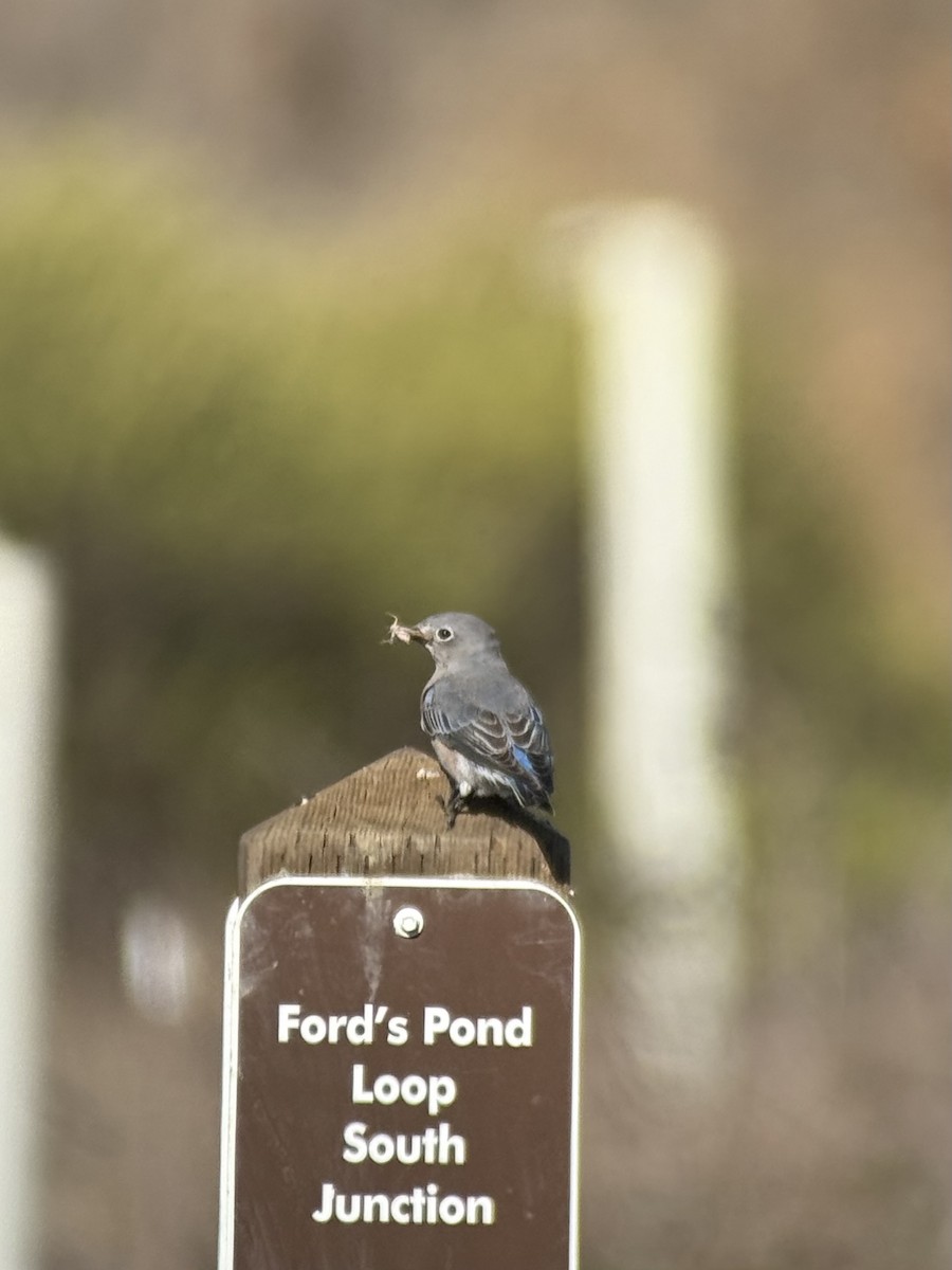 Western Bluebird - ML644020792