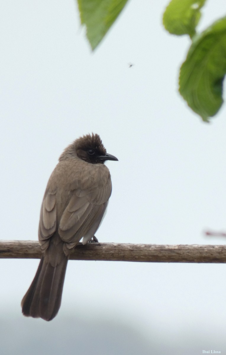 Common Bulbul - ML644020793