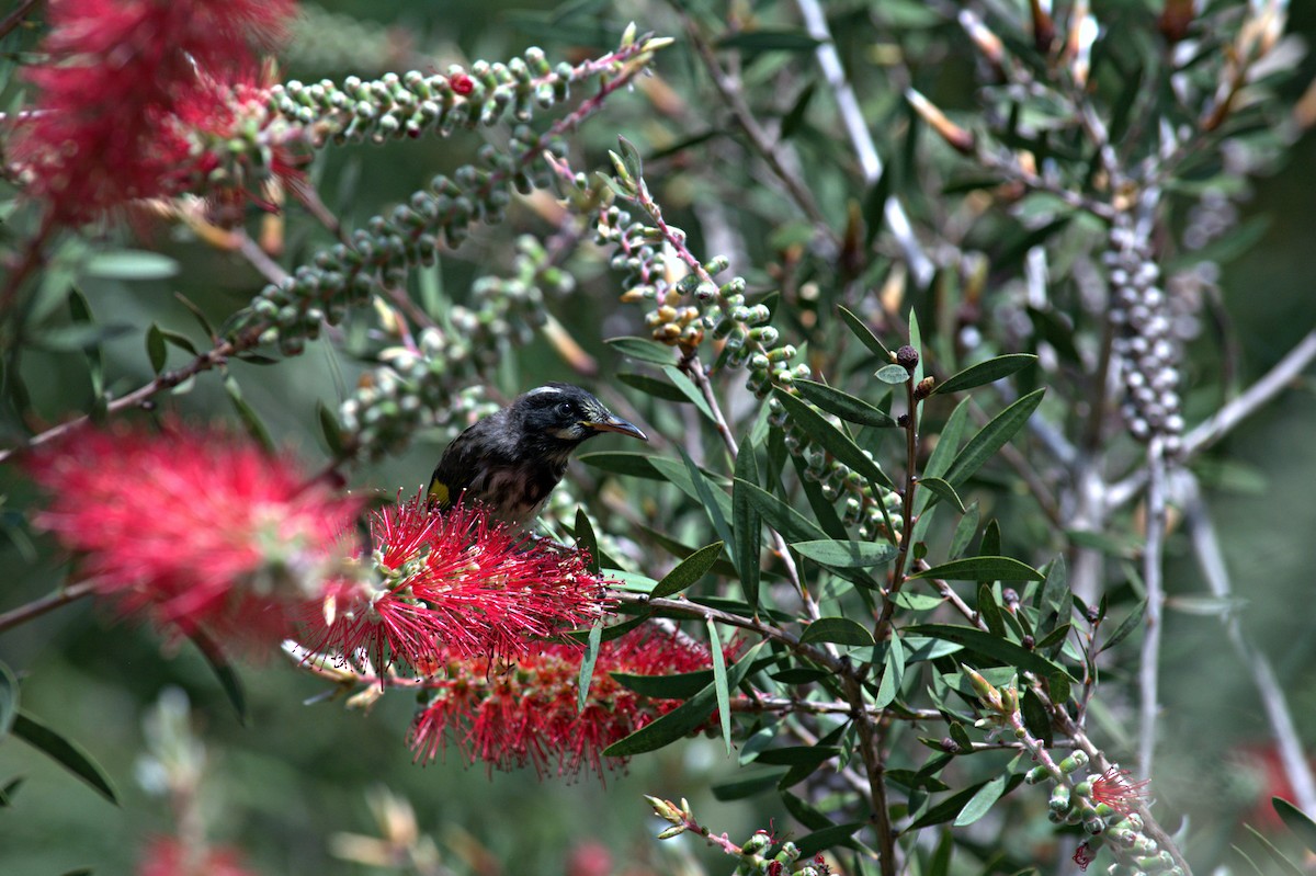 New Holland Honeyeater - ML644020794