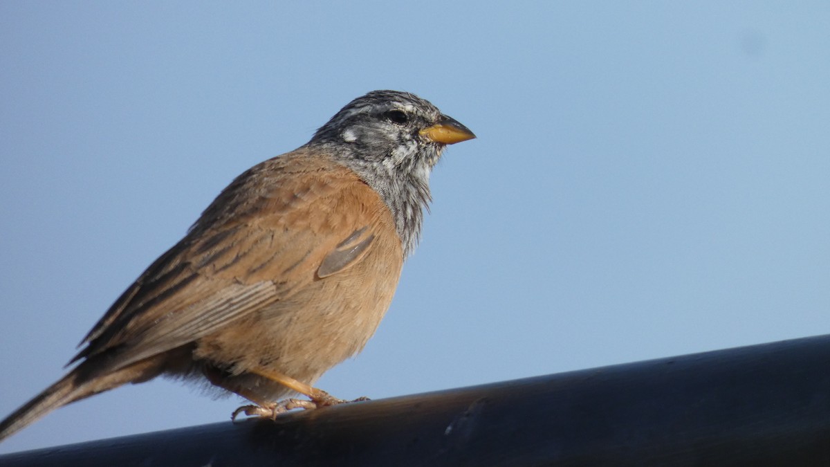 House Bunting - ML644020795