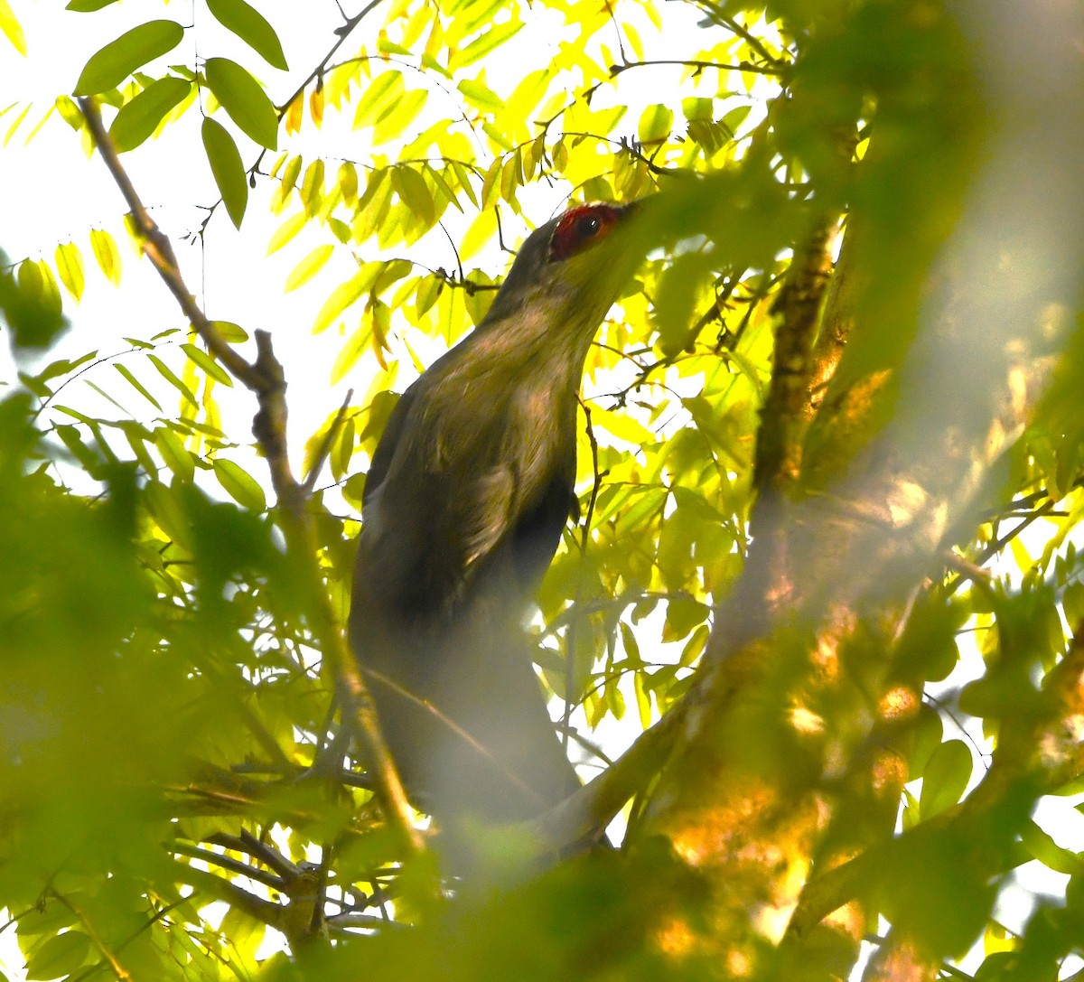 Green-billed Malkoha - ML644020796