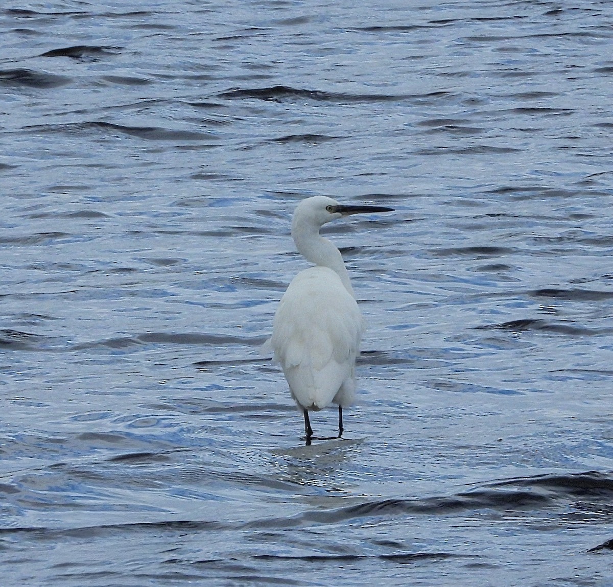 Little Egret - ML644020798
