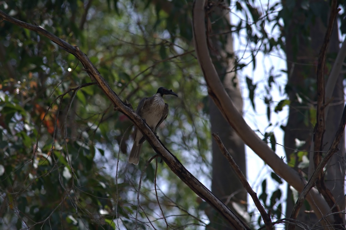 Noisy Friarbird - ML644020800