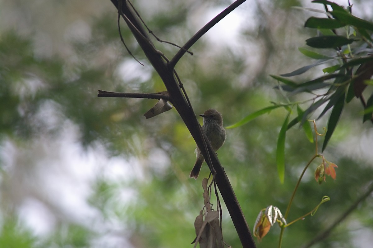 Brown Thornbill - ML644020801