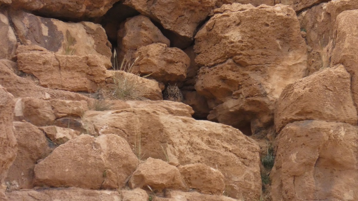 Pharaoh Eagle-Owl - ML644020803