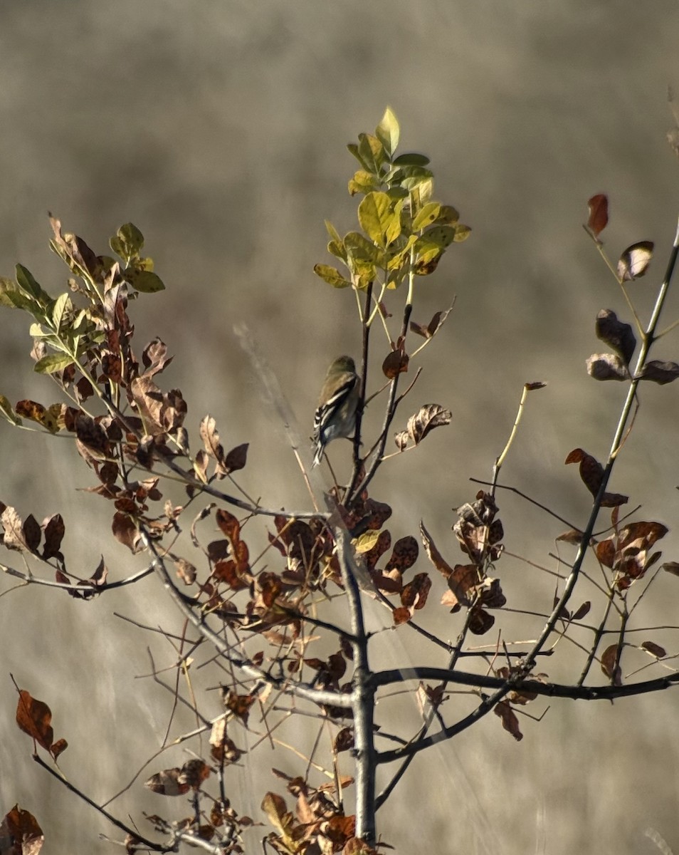 American Goldfinch - ML644020804