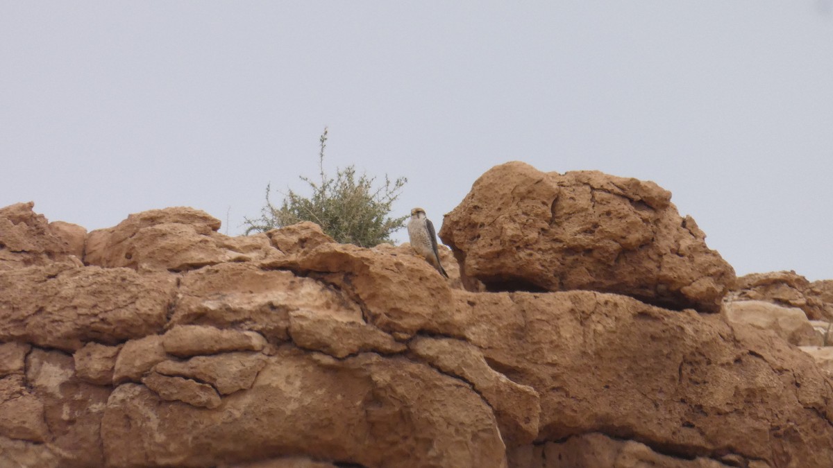 Lanner Falcon - ML644020807