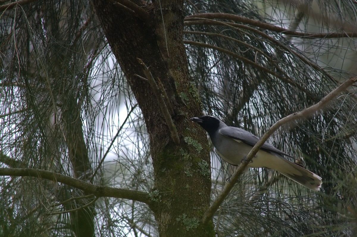 Black-faced Cuckooshrike - ML644020809