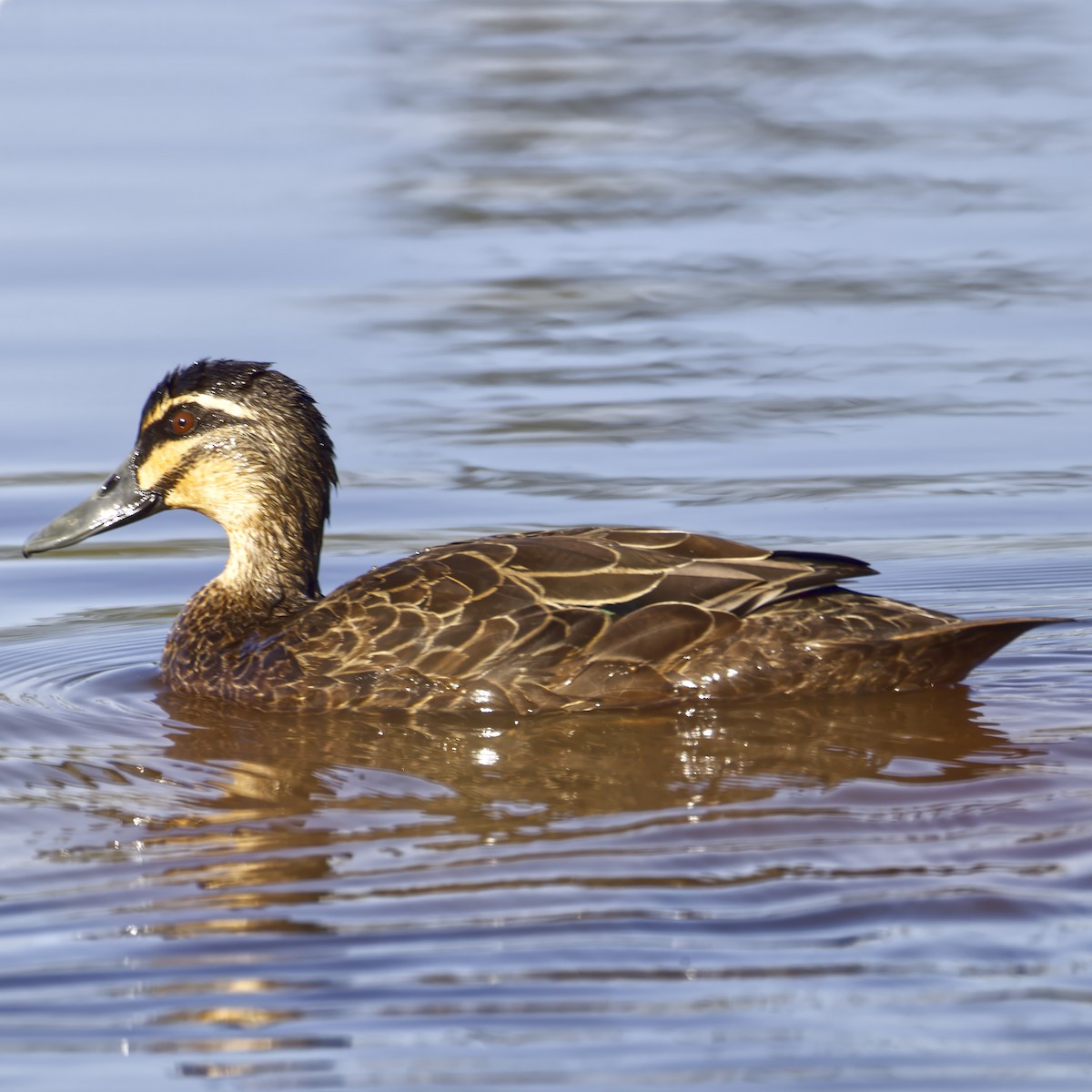 Pacific Black Duck - ML644020811