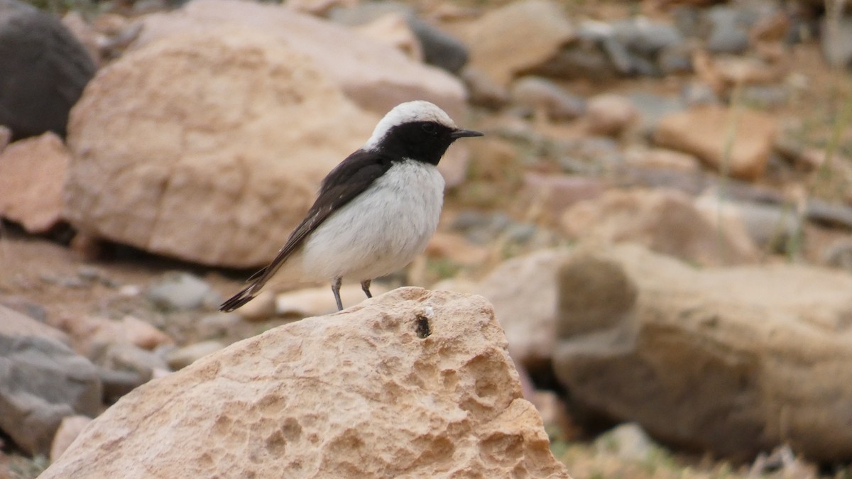 Mourning Wheatear (Maghreb) - ML644020813