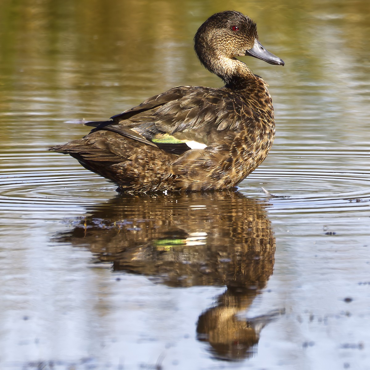 Chestnut Teal - ML644020814