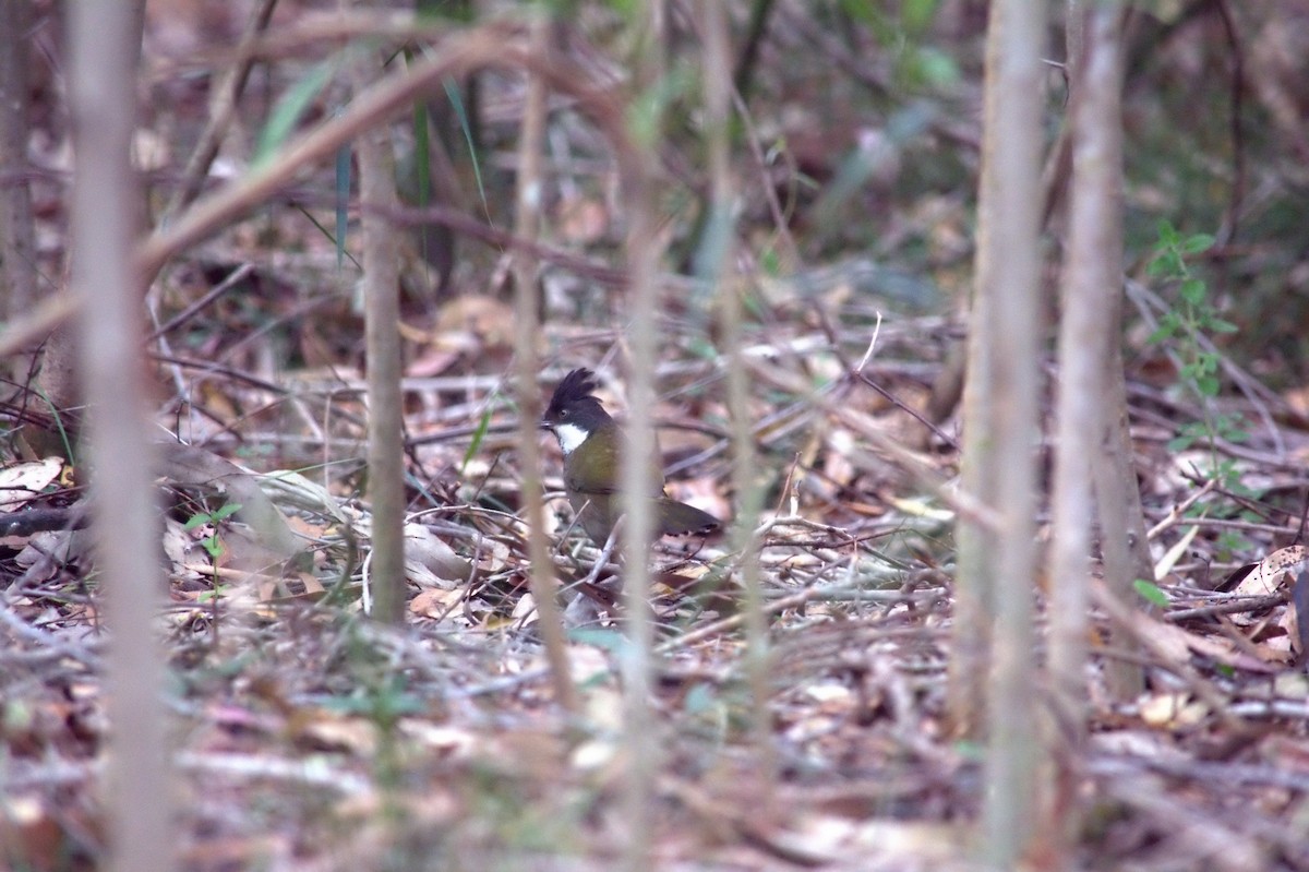 Eastern Whipbird - ML644020815