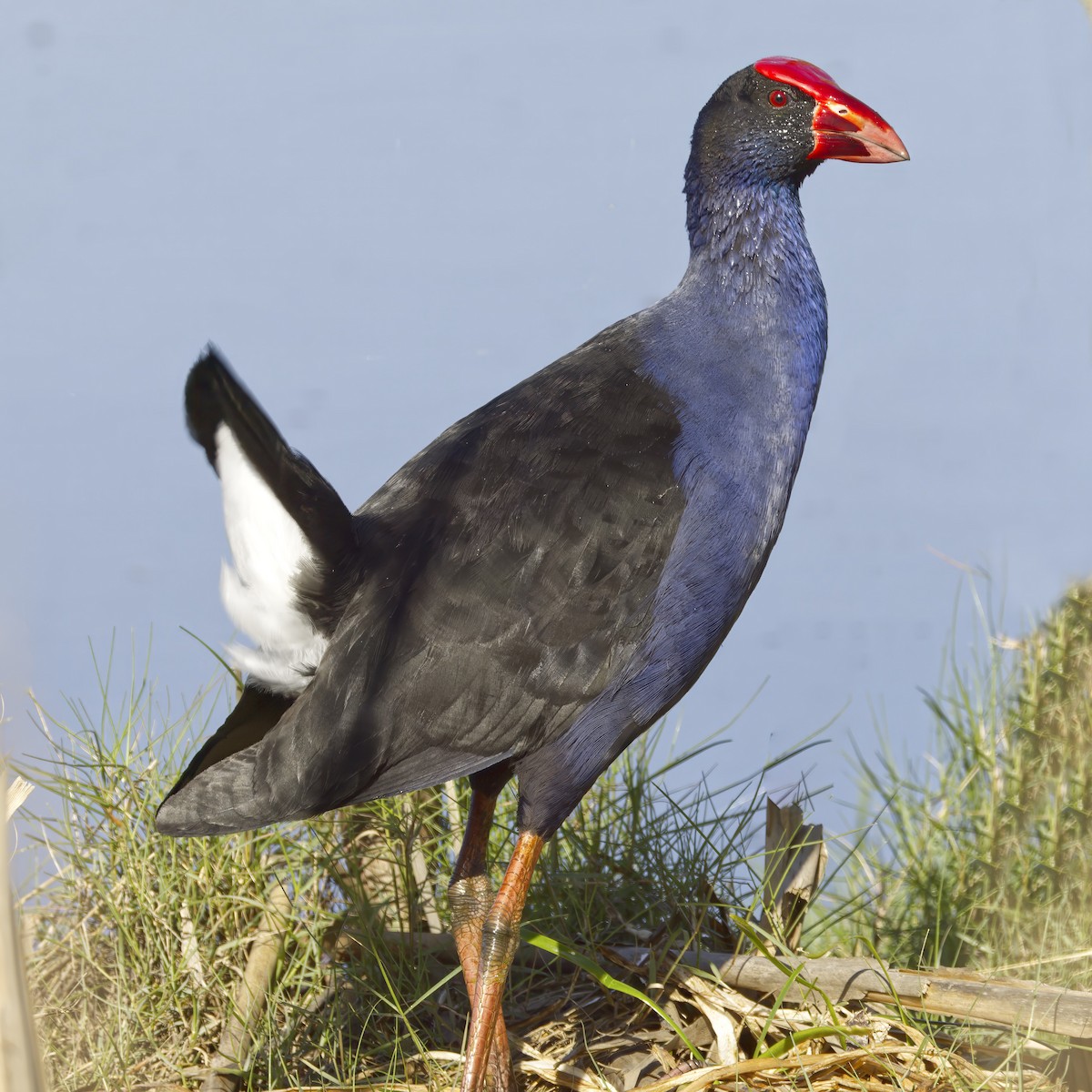 Australasian Swamphen - ML644020816