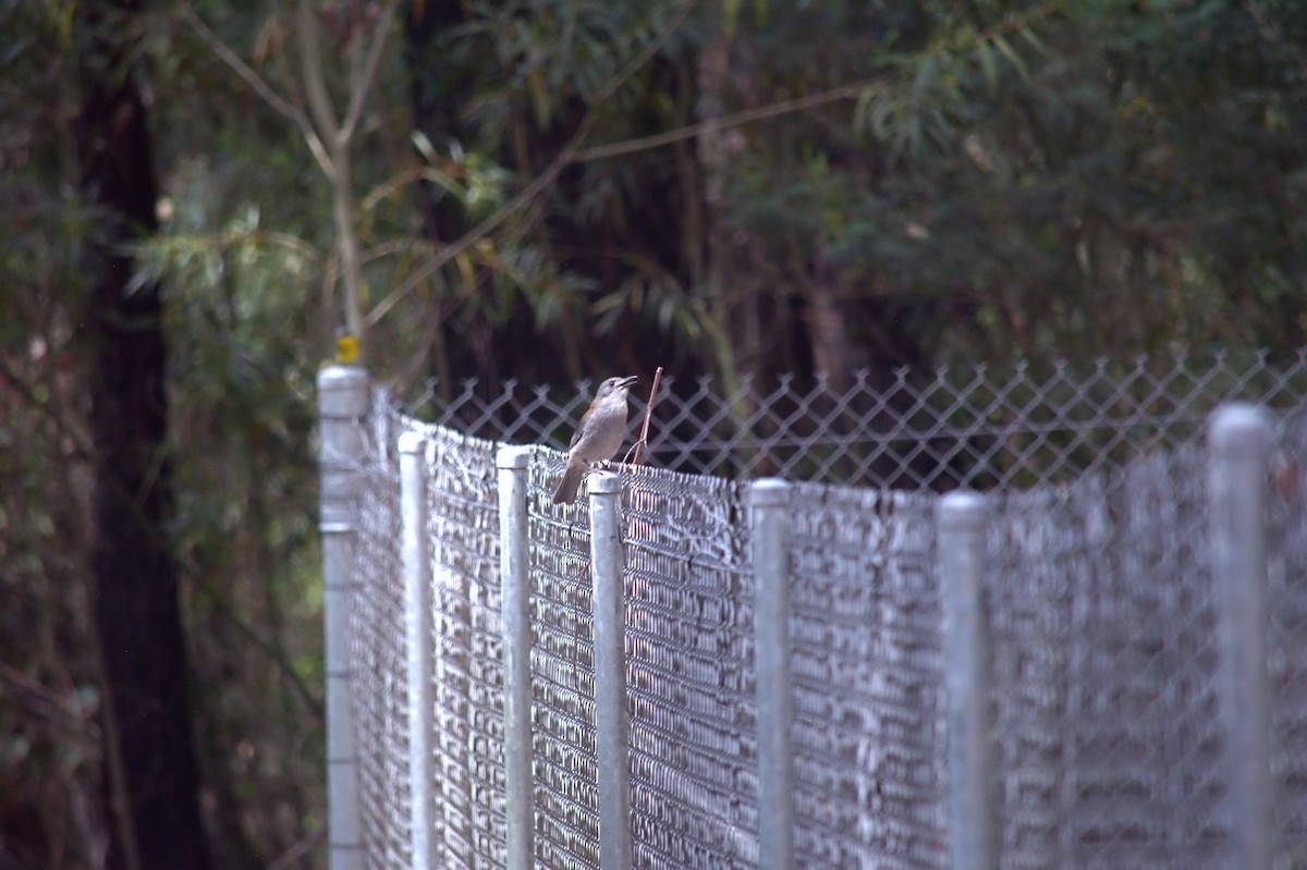 Gray Shrikethrush - ML644020818