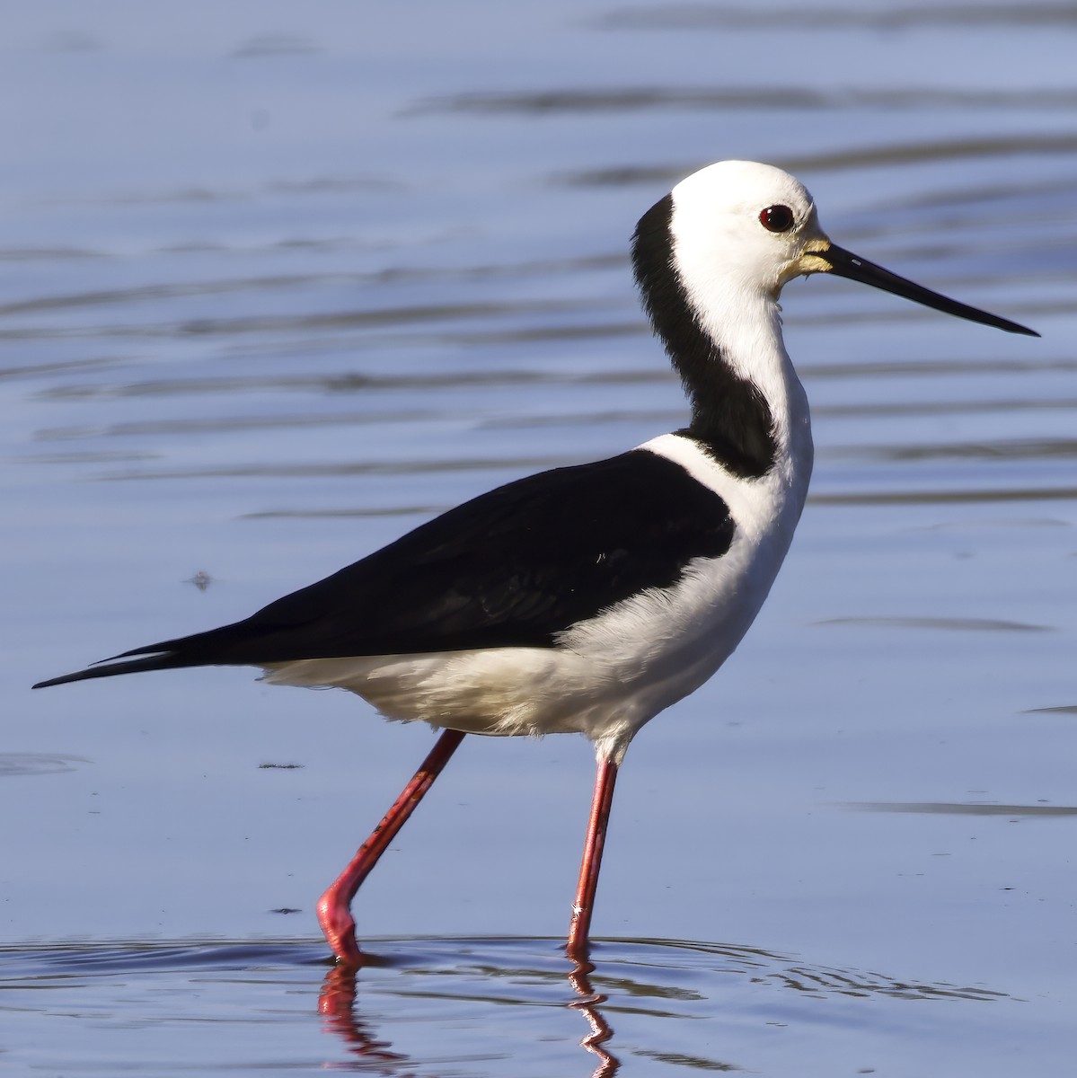 Pied Stilt - ML644020822