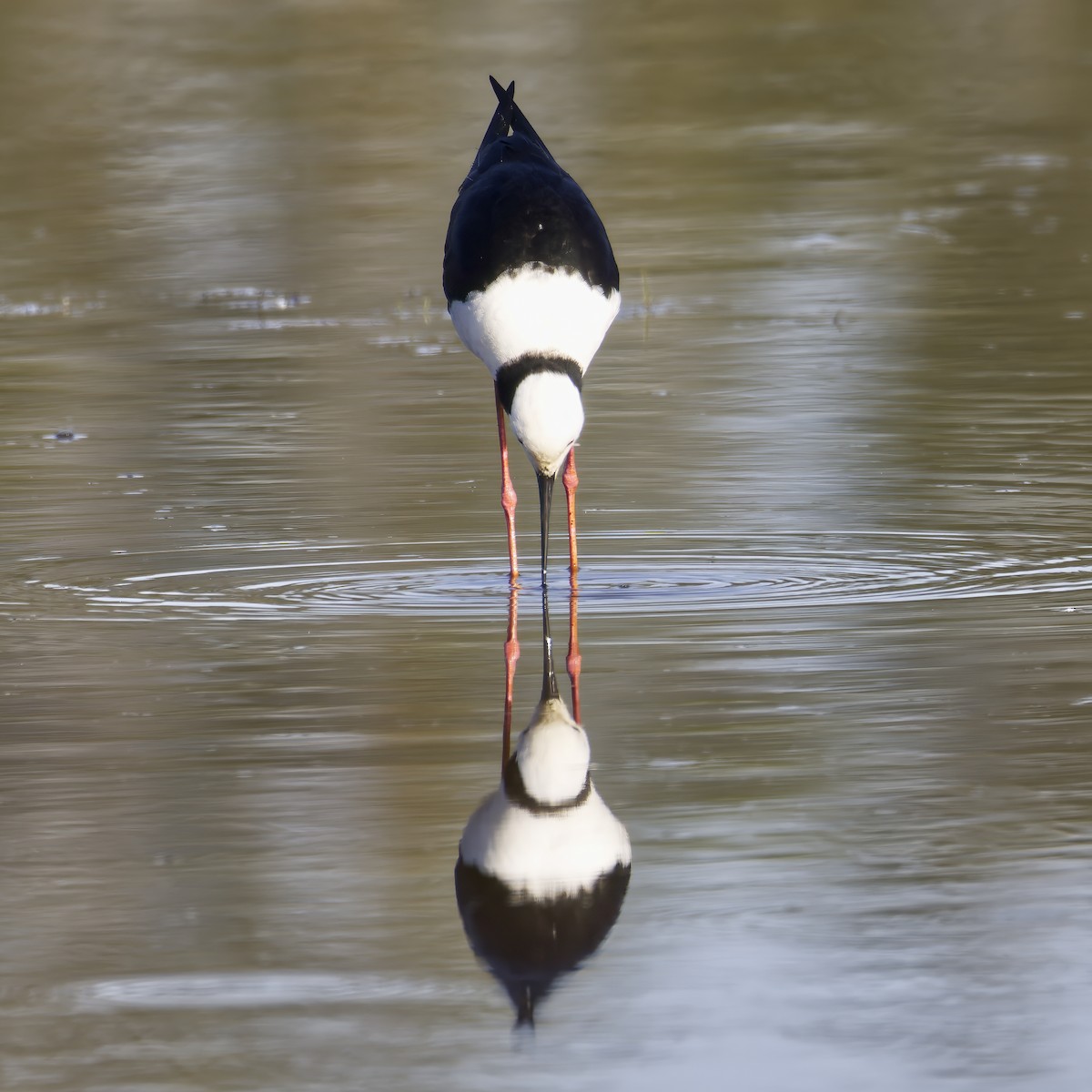 Pied Stilt - ML644020823