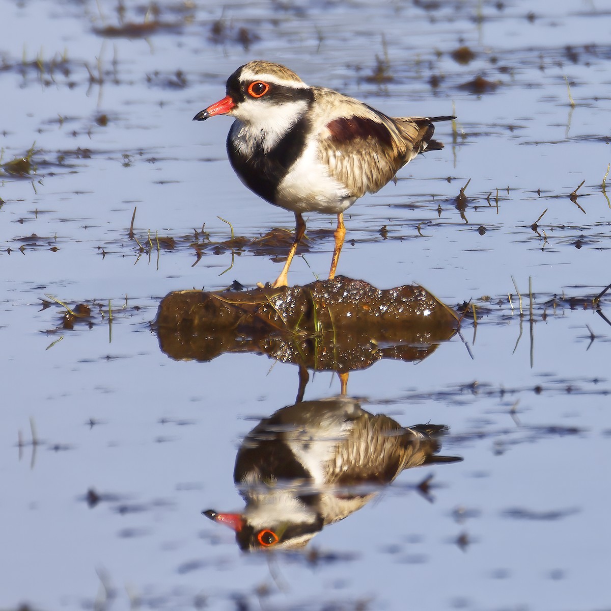 Black-fronted Dotterel - ML644020824