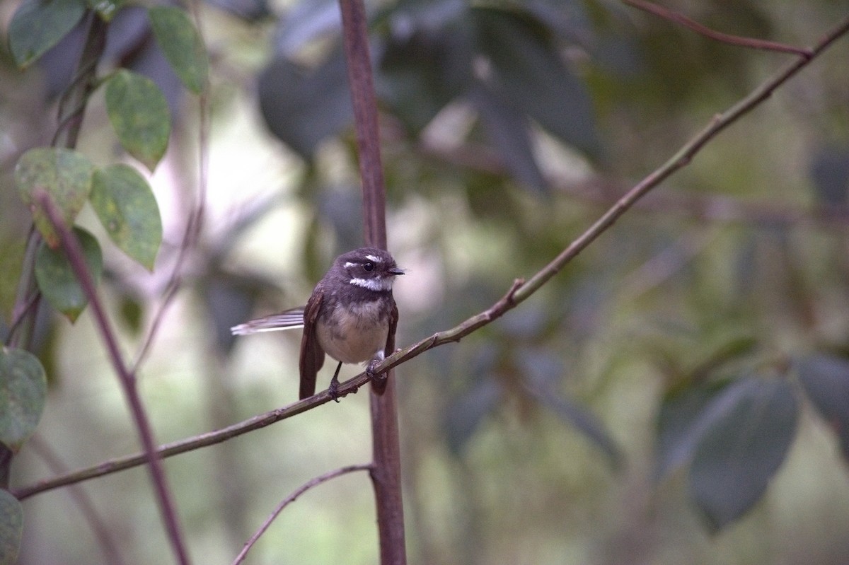 Gray Fantail - ML644020826