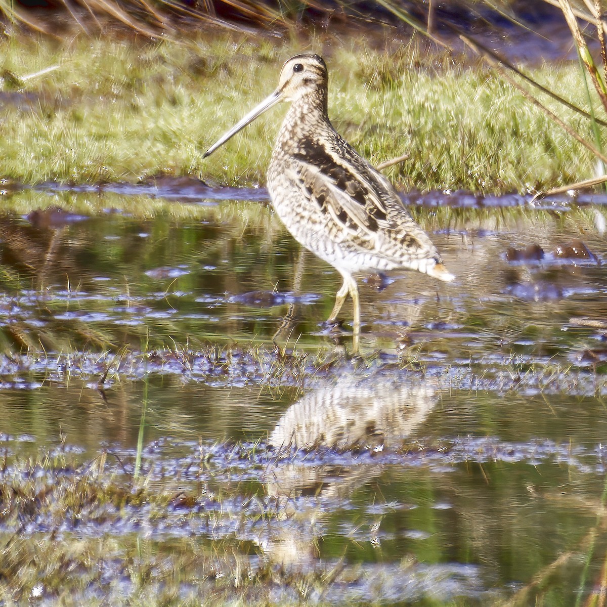 Latham's Snipe - ML644020827