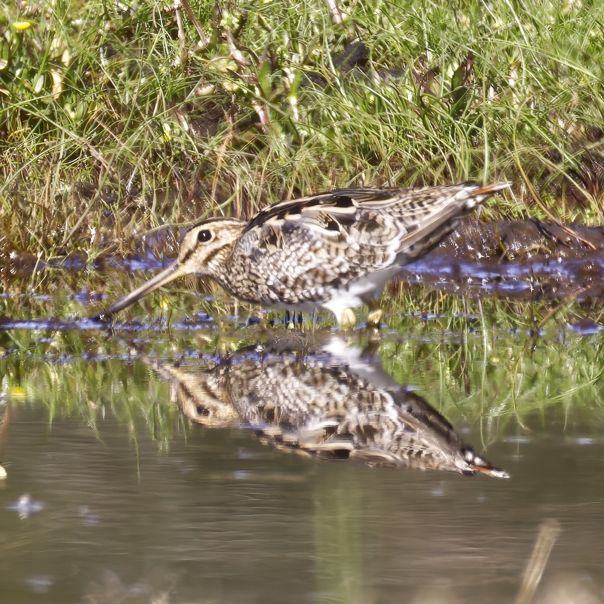 Latham's Snipe - ML644020828