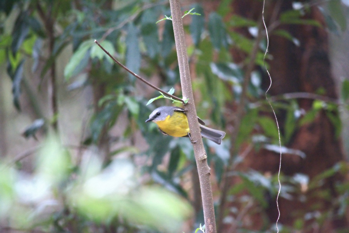 Eastern Yellow Robin - ML644020833