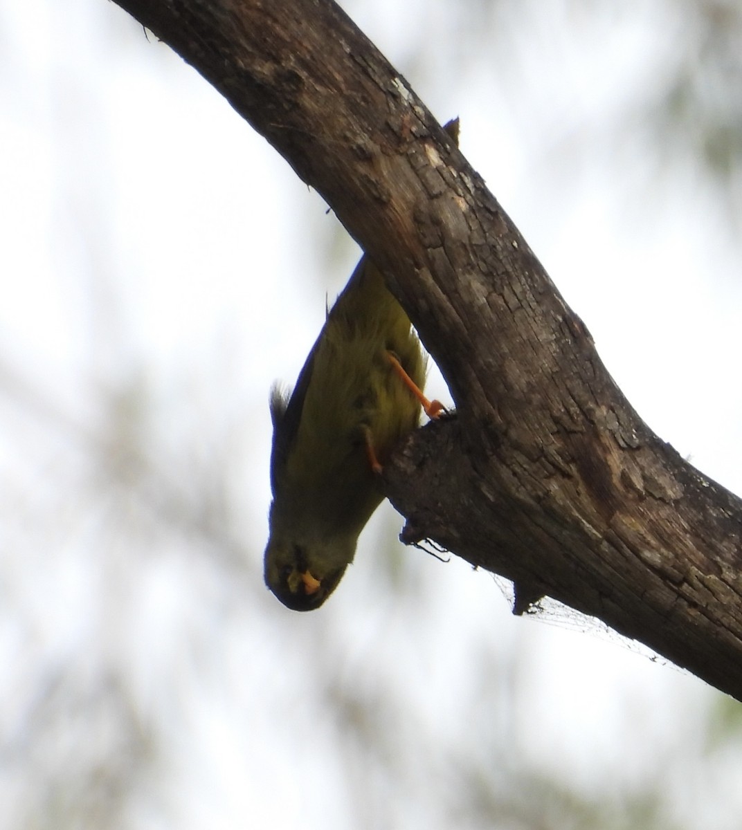 Bell Miner - ML644020835