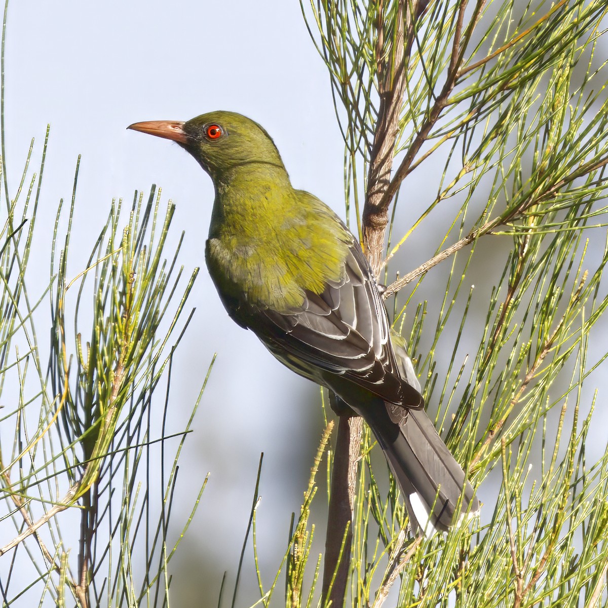 Olive-backed Oriole - ML644020840