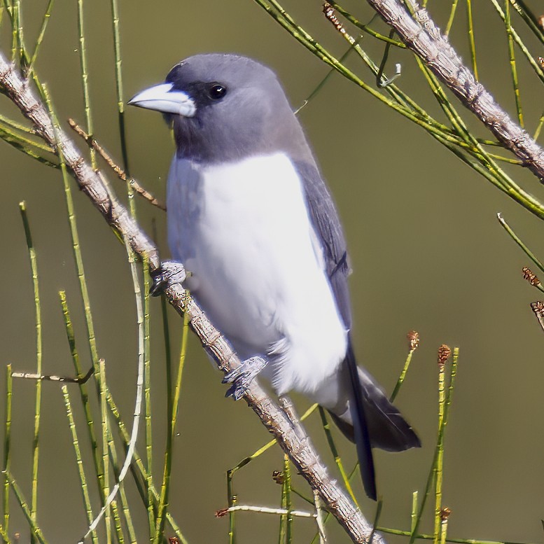 White-breasted Woodswallow - ML644020842