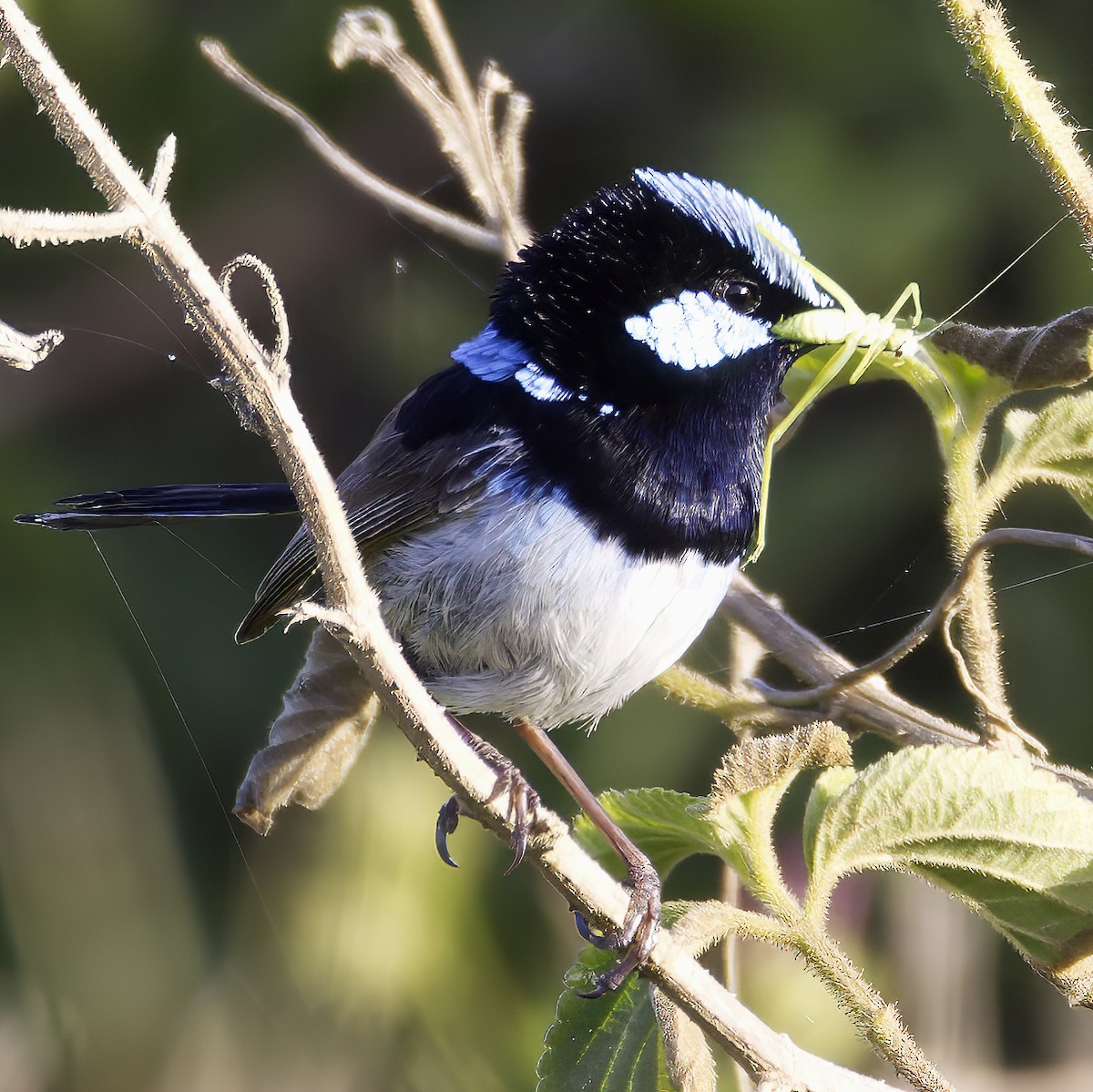 Superb Fairywren - ML644020847