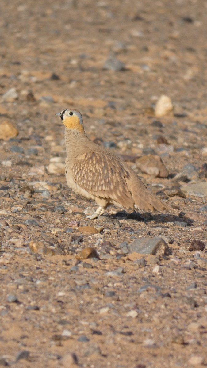 Crowned Sandgrouse - ML644020851