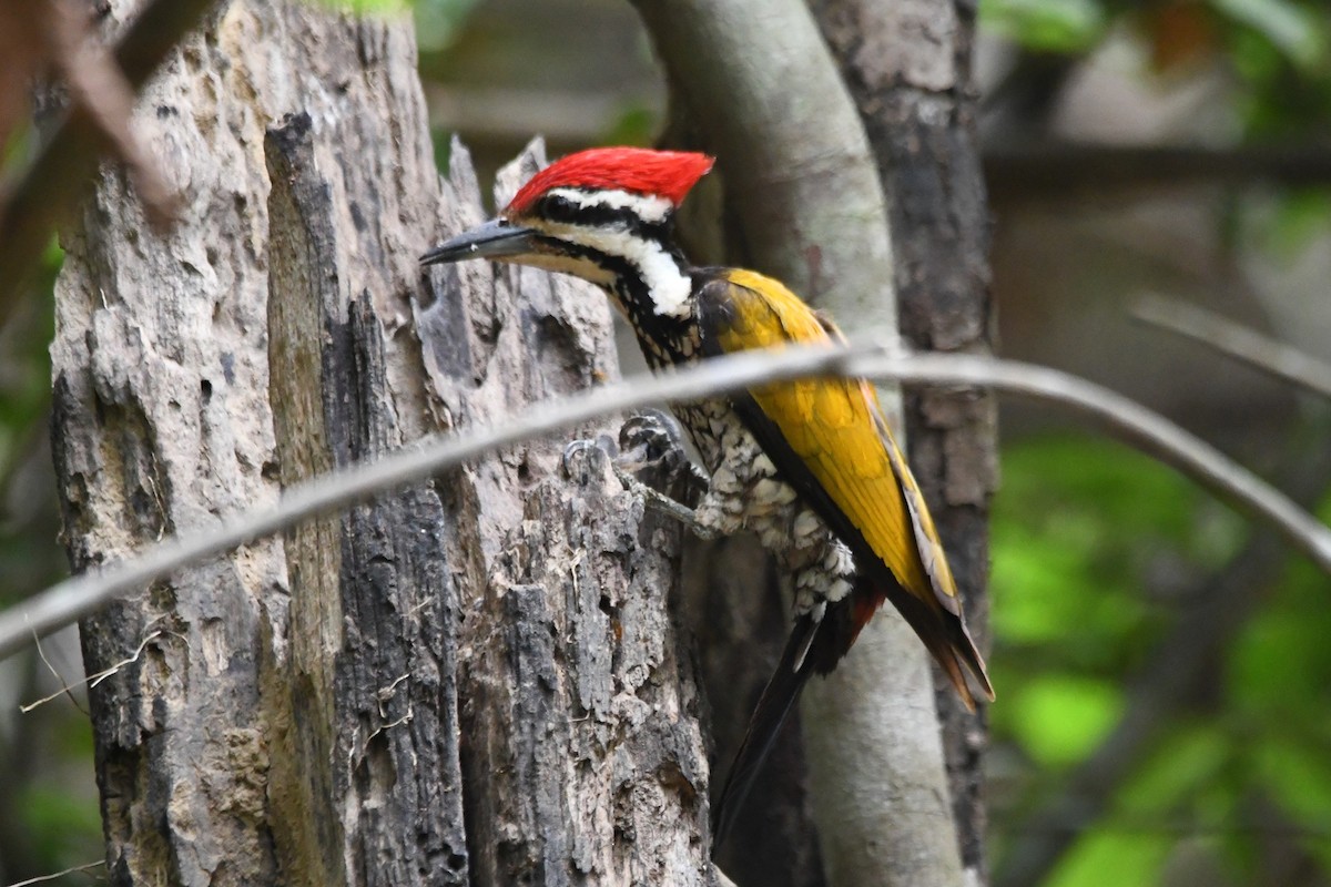 Common Flameback - ML644020852