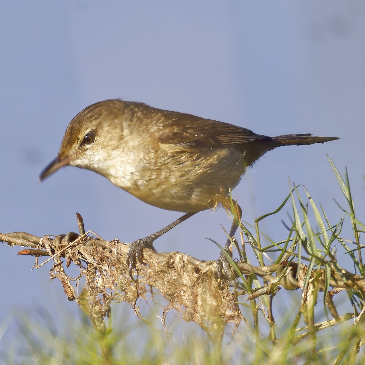 Australian Reed Warbler - ML644020853