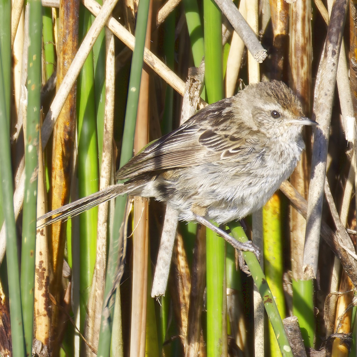 Little Grassbird - ML644020854