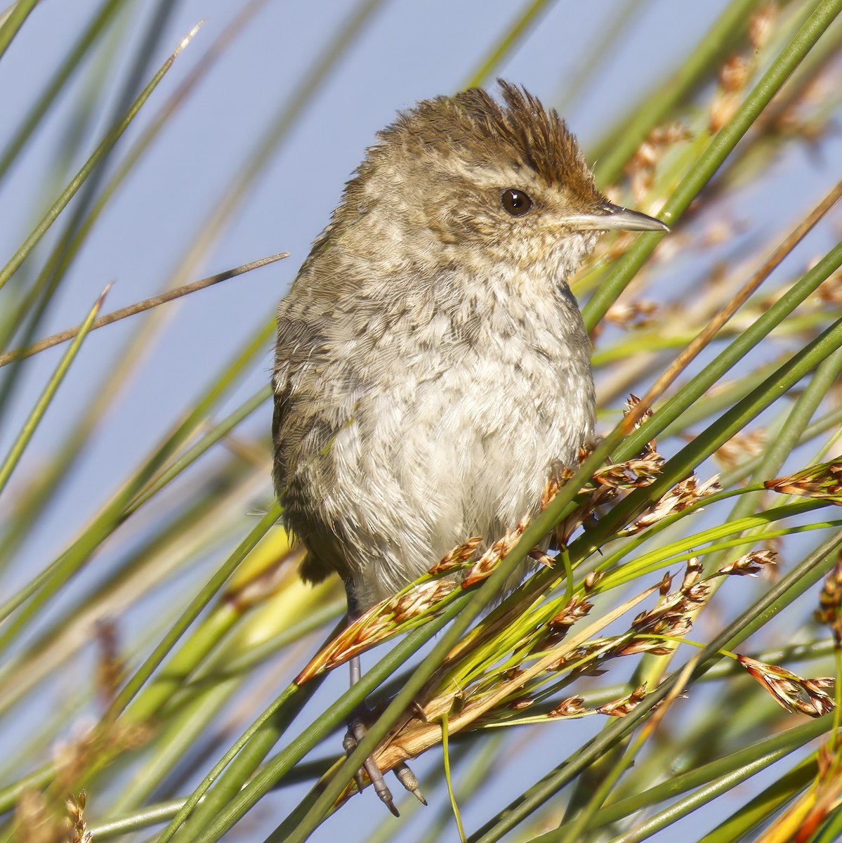 Little Grassbird - ML644020855