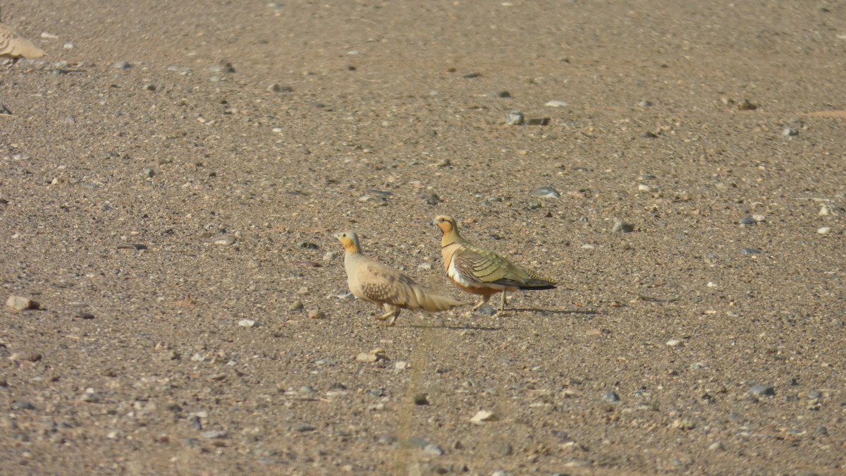 Pin-tailed Sandgrouse - ML644020856