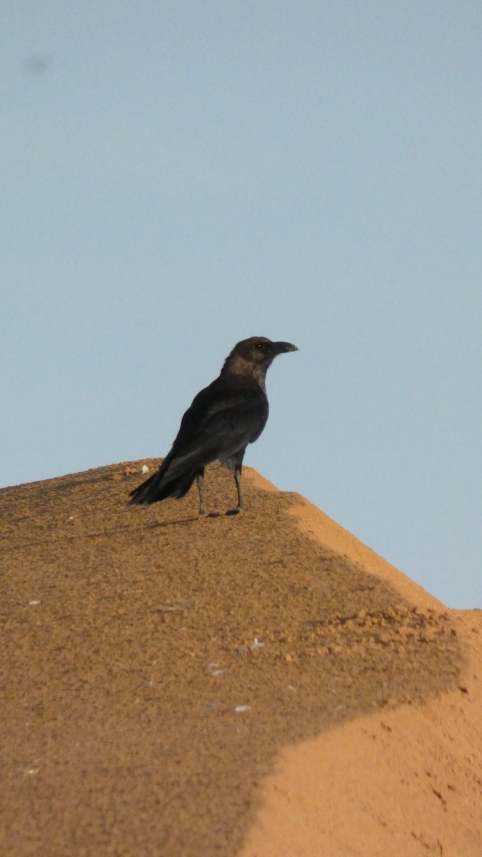 Corbeau brun - ML644020871