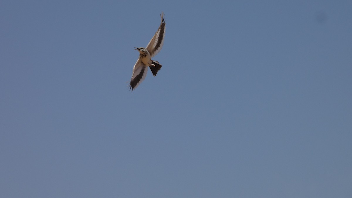 Greater Hoopoe-Lark - ML644020873