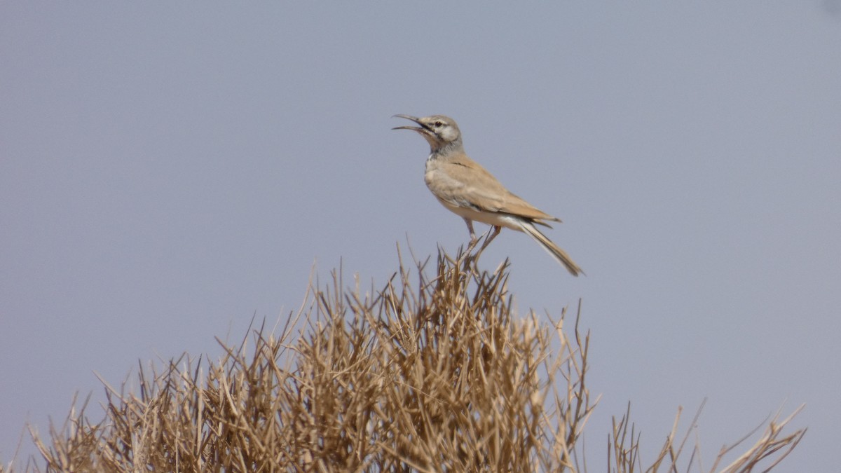 Greater Hoopoe-Lark - ML644020875