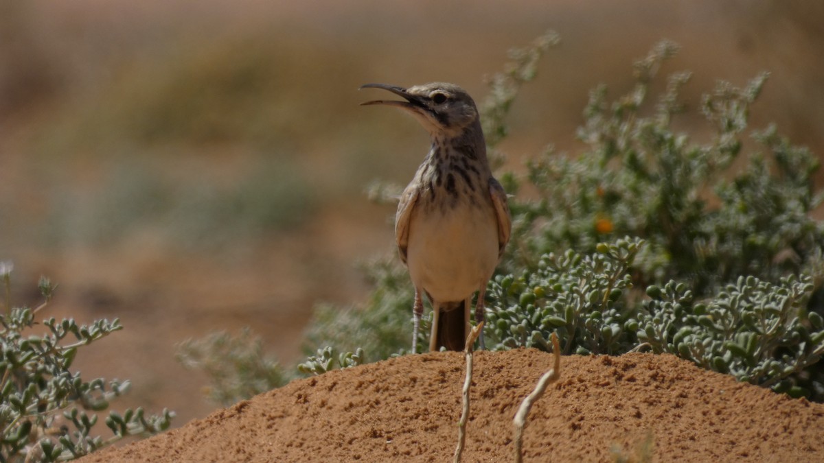 Greater Hoopoe-Lark - ML644020876